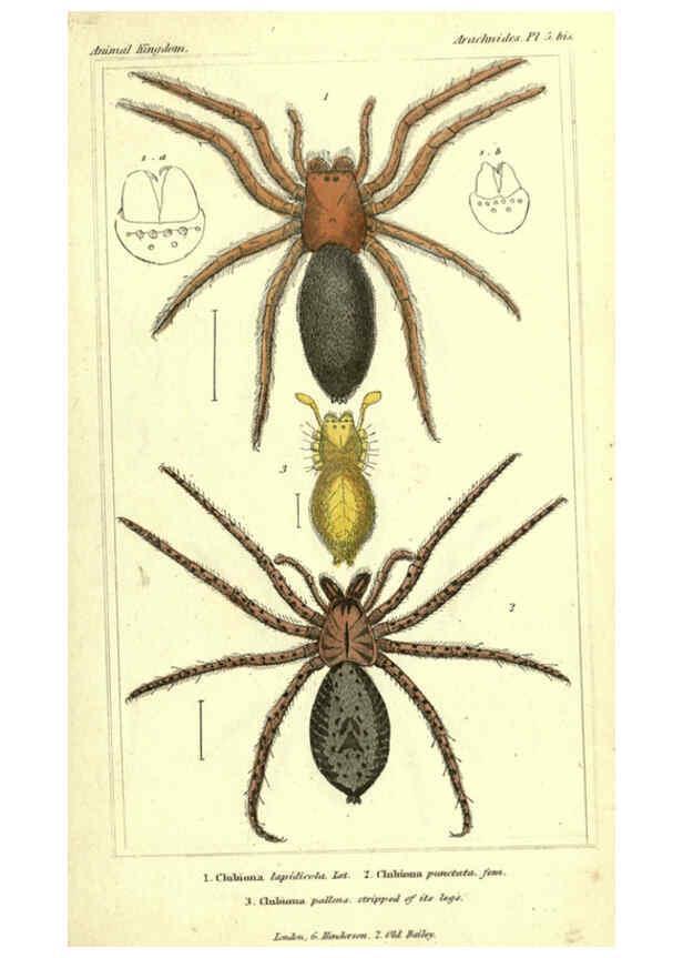 Reproducción/Reproduction 5987940622: The animal kingdom, arranged according to its organization London :G. Henderson,1834