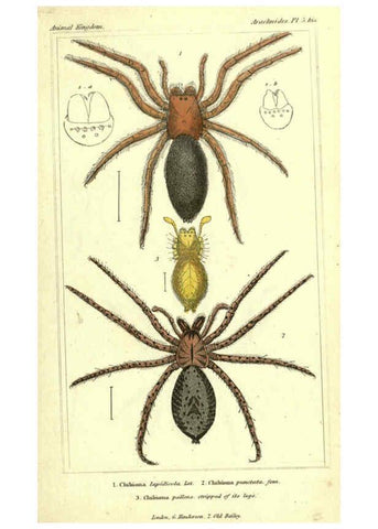 Reproducción/Reproduction 5987940622: The animal kingdom, arranged according to its organization London :G. Henderson,1834
