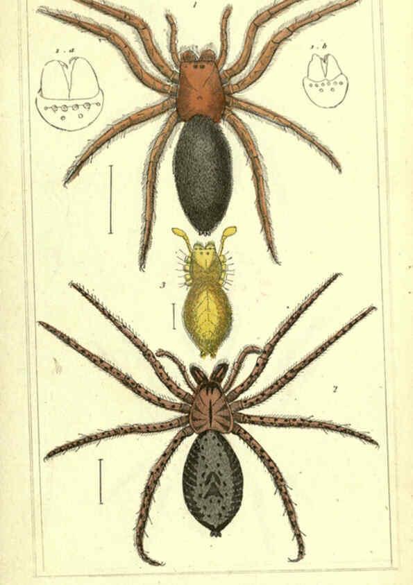 Reproducción/Reproduction 5987940622: The animal kingdom, arranged according to its organization London :G. Henderson,1834