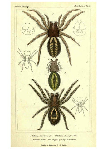 Reproducción/Reproduction 5987940994: The animal kingdom, arranged according to its organization London :G. Henderson,1834