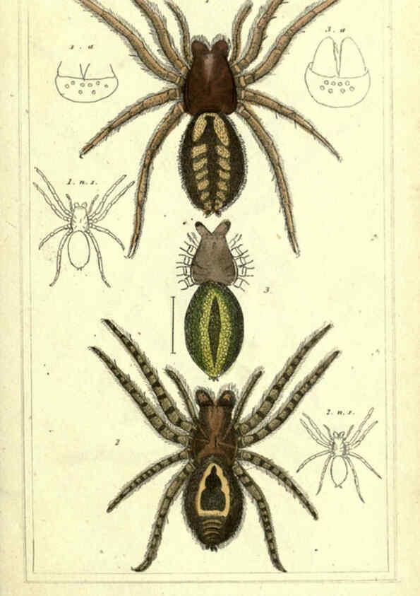 Reproducción/Reproduction 5987940994: The animal kingdom, arranged according to its organization London :G. Henderson,1834