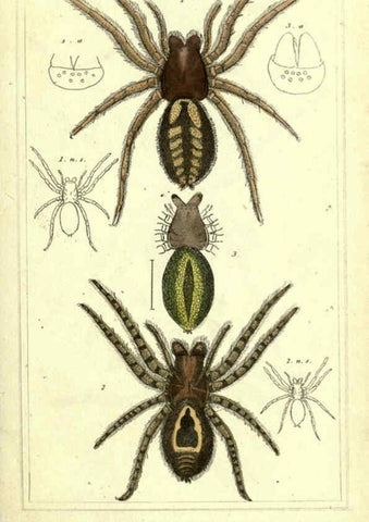 Reproducción/Reproduction 5987940994: The animal kingdom, arranged according to its organization London :G. Henderson,1834