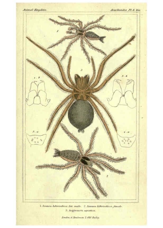 Reproducción/Reproduction 5987379391: The animal kingdom, arranged according to its organization London :G. Henderson,1834