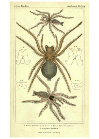 Reproducción/Reproduction 5987379391: The animal kingdom, arranged according to its organization London :G. Henderson,1834