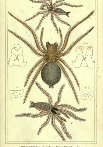Reproducción/Reproduction 5987379391: The animal kingdom, arranged according to its organization London :G. Henderson,1834