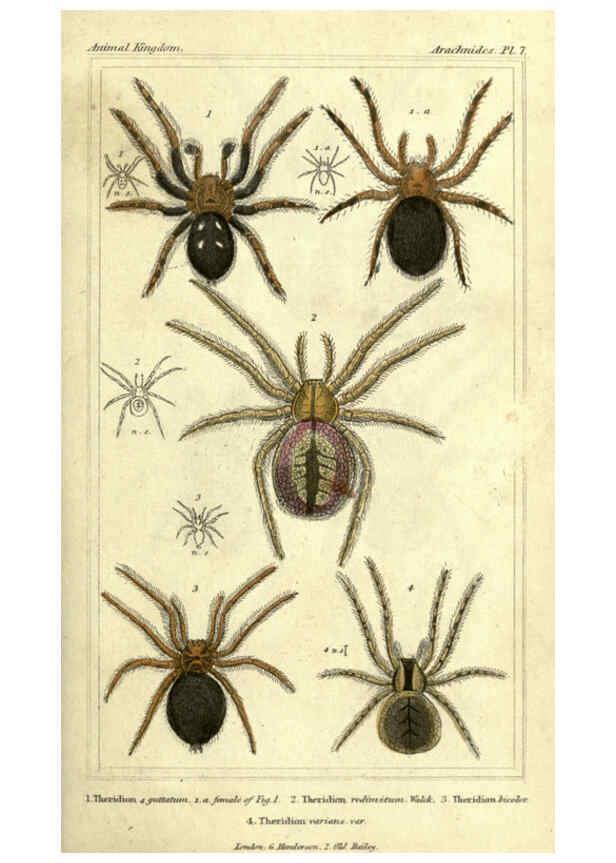 Reproducción/Reproduction 5987379773: The animal kingdom, arranged according to its organization London :G. Henderson,1834