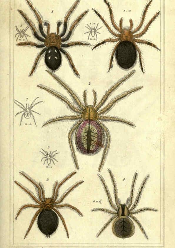 Reproducción/Reproduction 5987379773: The animal kingdom, arranged according to its organization London :G. Henderson,1834