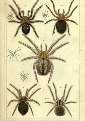 Reproducción/Reproduction 5987379773: The animal kingdom, arranged according to its organization London :G. Henderson,1834