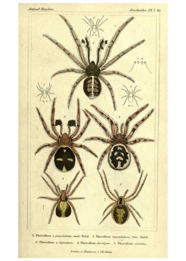 Reproducción/Reproduction 5987380067: The animal kingdom, arranged according to its organization London :G. Henderson,1834