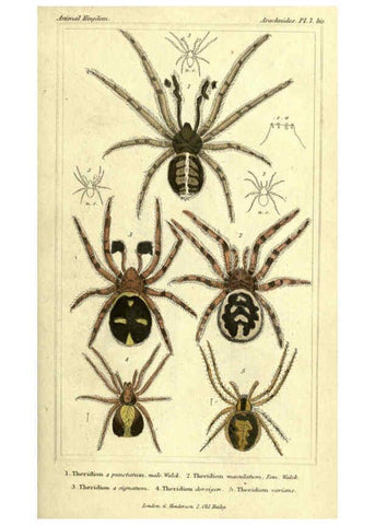 Reproducción/Reproduction 5987380067: The animal kingdom, arranged according to its organization London :G. Henderson,1834