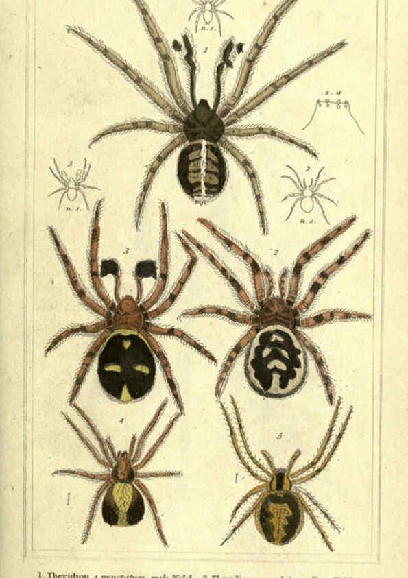 Reproducción/Reproduction 5987380067: The animal kingdom, arranged according to its organization London :G. Henderson,1834