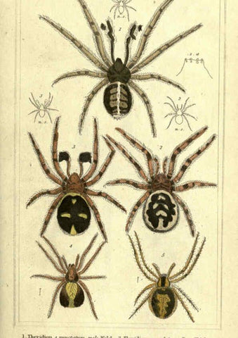 Reproducción/Reproduction 5987380067: The animal kingdom, arranged according to its organization London :G. Henderson,1834