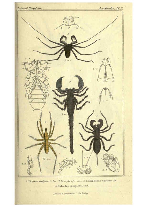 Reproducción/Reproduction 5987380333: The animal kingdom, arranged according to its organization London :G. Henderson,1834