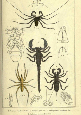 Reproducción/Reproduction 5987380333: The animal kingdom, arranged according to its organization London :G. Henderson,1834