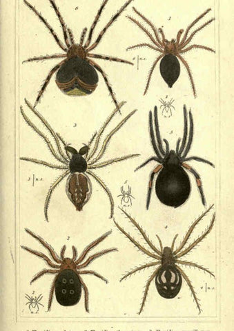 Reproducción/Reproduction 5987942604: The animal kingdom, arranged according to its organization London :G. Henderson,1834
