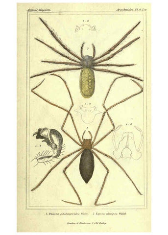 Reproducción/Reproduction 5987380885: The animal kingdom, arranged according to its organization London :G. Henderson,1834