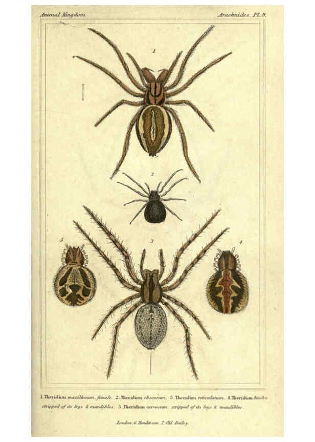 Reproducción/Reproduction 5987381131: The animal kingdom, arranged according to its organization London :G. Henderson,1834