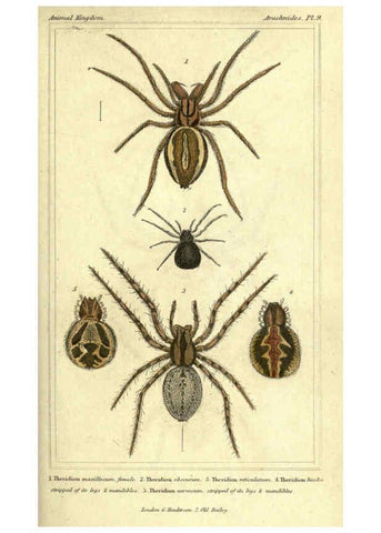 Reproducción/Reproduction 5987381131: The animal kingdom, arranged according to its organization London :G. Henderson,1834