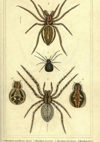 Reproducción/Reproduction 5987381131: The animal kingdom, arranged according to its organization London :G. Henderson,1834