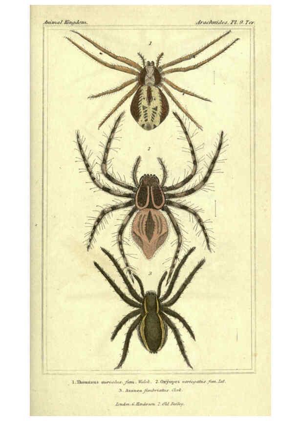 Reproducción/Reproduction 5987381425: The animal kingdom, arranged according to its organization London :G. Henderson,1834