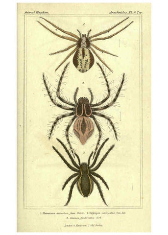 Reproducción/Reproduction 5987381425: The animal kingdom, arranged according to its organization London :G. Henderson,1834