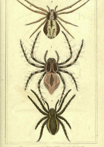 Reproducción/Reproduction 5987381425: The animal kingdom, arranged according to its organization London :G. Henderson,1834