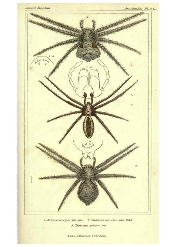 Reproducción/Reproduction 5987381737: The animal kingdom, arranged according to its organization London :G. Henderson,1834
