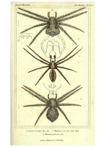 Reproducción/Reproduction 5987381737: The animal kingdom, arranged according to its organization London :G. Henderson,1834