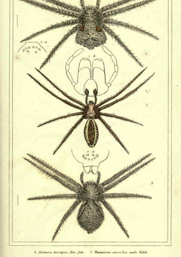 Reproducción/Reproduction 5987381737: The animal kingdom, arranged according to its organization London :G. Henderson,1834