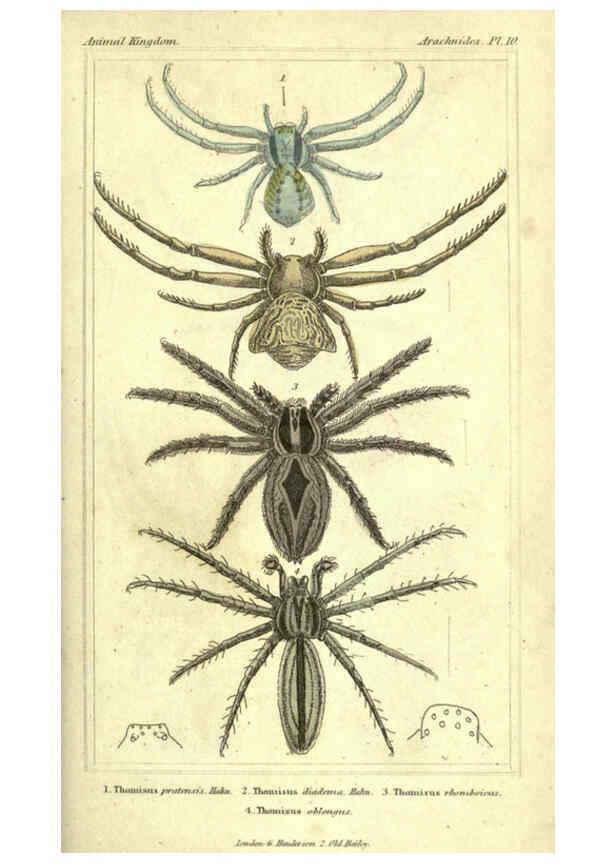 Reproducción/Reproduction 5987382119: The animal kingdom, arranged according to its organization London :G. Henderson,1834