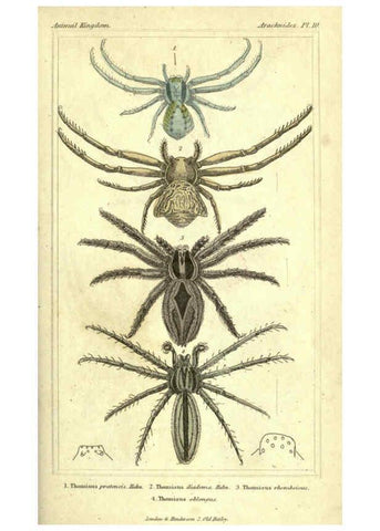 Reproducción/Reproduction 5987382119: The animal kingdom, arranged according to its organization London :G. Henderson,1834
