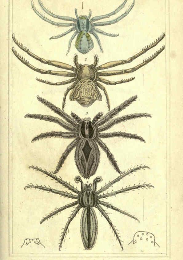 Reproducción/Reproduction 5987382119: The animal kingdom, arranged according to its organization London :G. Henderson,1834