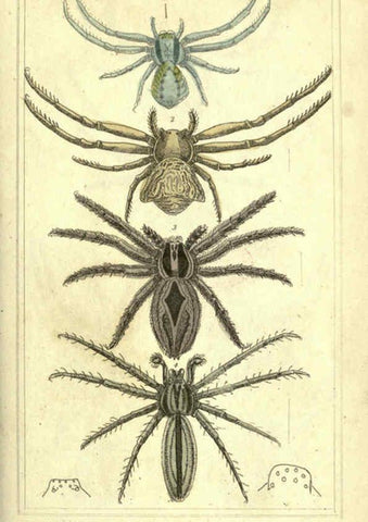 Reproducción/Reproduction 5987382119: The animal kingdom, arranged according to its organization London :G. Henderson,1834