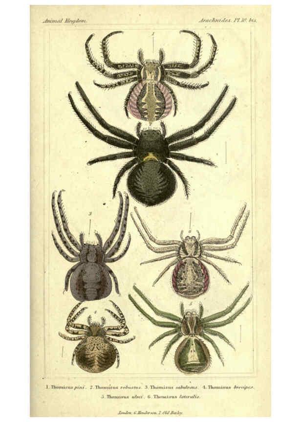 Reproducción/Reproduction 5987382427: The animal kingdom, arranged according to its organization London :G. Henderson,1834