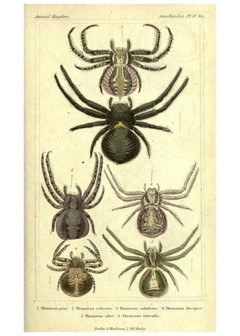 Reproducción/Reproduction 5987382427: The animal kingdom, arranged according to its organization London :G. Henderson,1834