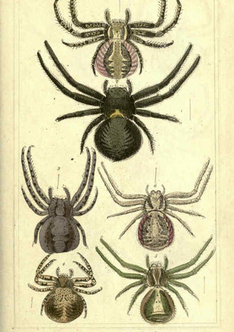 Reproducción/Reproduction 5987382427: The animal kingdom, arranged according to its organization London :G. Henderson,1834