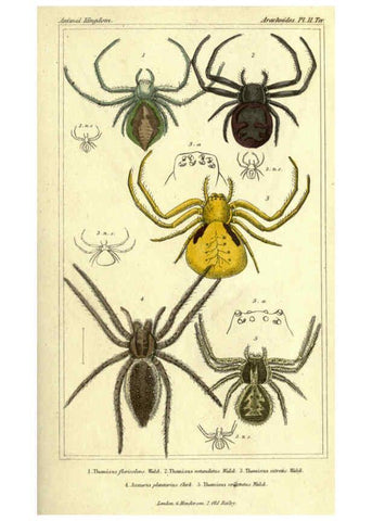 Reproducción/Reproduction 5987382757: The animal kingdom, arranged according to its organization London :G. Henderson,1834