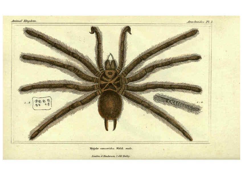 Reproducción/Reproduction 5987376735: The animal kingdom, arranged according to its organization London :G. Henderson,1834