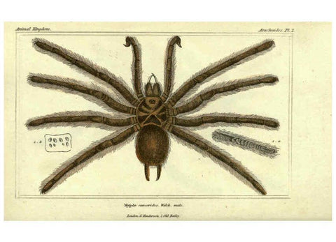 Reproducción/Reproduction 5987376735: The animal kingdom, arranged according to its organization London :G. Henderson,1834