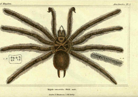 Reproducción/Reproduction 5987376735: The animal kingdom, arranged according to its organization London :G. Henderson,1834
