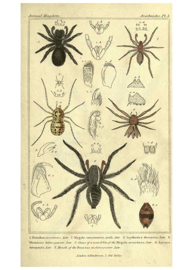 Reproducción/Reproduction 5987376251: The animal kingdom, arranged according to its organization London :G. Henderson,1834