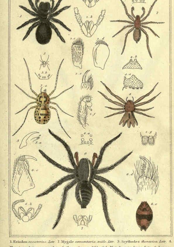 Reproducción/Reproduction 5987376251: The animal kingdom, arranged according to its organization London :G. Henderson,1834