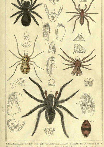 Reproducción/Reproduction 5987376251: The animal kingdom, arranged according to its organization London :G. Henderson,1834