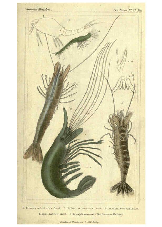 Reproducción/Reproduction 5987369663: The animal kingdom, arranged according to its organization London :G. Henderson,1834