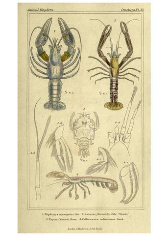 Reproducción/Reproduction 5987932004: The animal kingdom, arranged according to its organization London :G. Henderson,1834