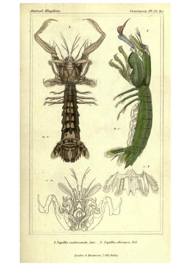Reproducción/Reproduction 5987370341: The animal kingdom, arranged according to its organization London :G. Henderson,1834