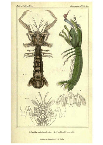 Reproducción/Reproduction 5987370341: The animal kingdom, arranged according to its organization London :G. Henderson,1834
