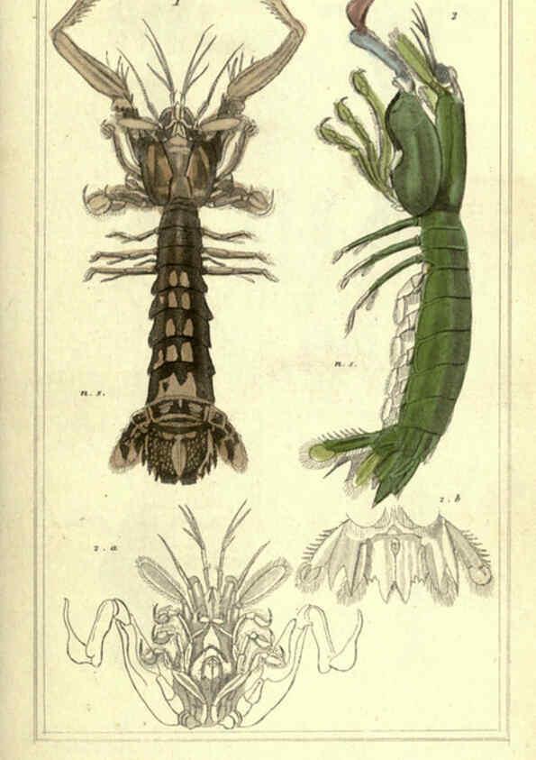 Reproducción/Reproduction 5987370341: The animal kingdom, arranged according to its organization London :G. Henderson,1834