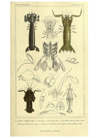Reproducción/Reproduction 5987370783: The animal kingdom, arranged according to its organization London :G. Henderson,1834