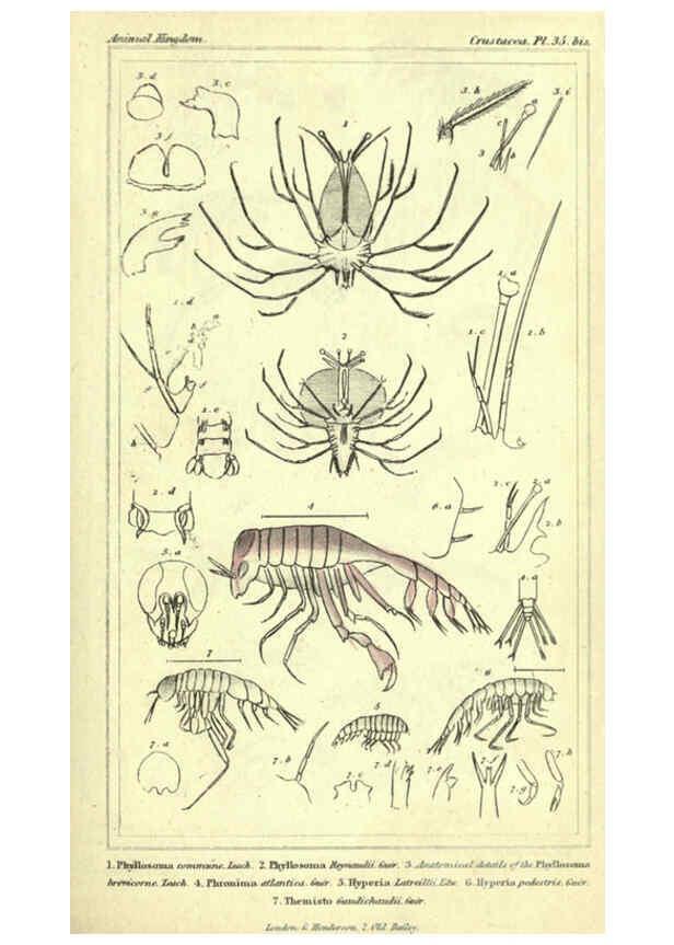 Reproducción/Reproduction 5987933868: The animal kingdom, arranged according to its organization London :G. Henderson,1834